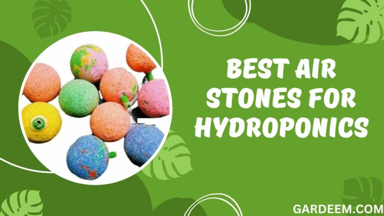 3 Best Air Stones for Hydroponics