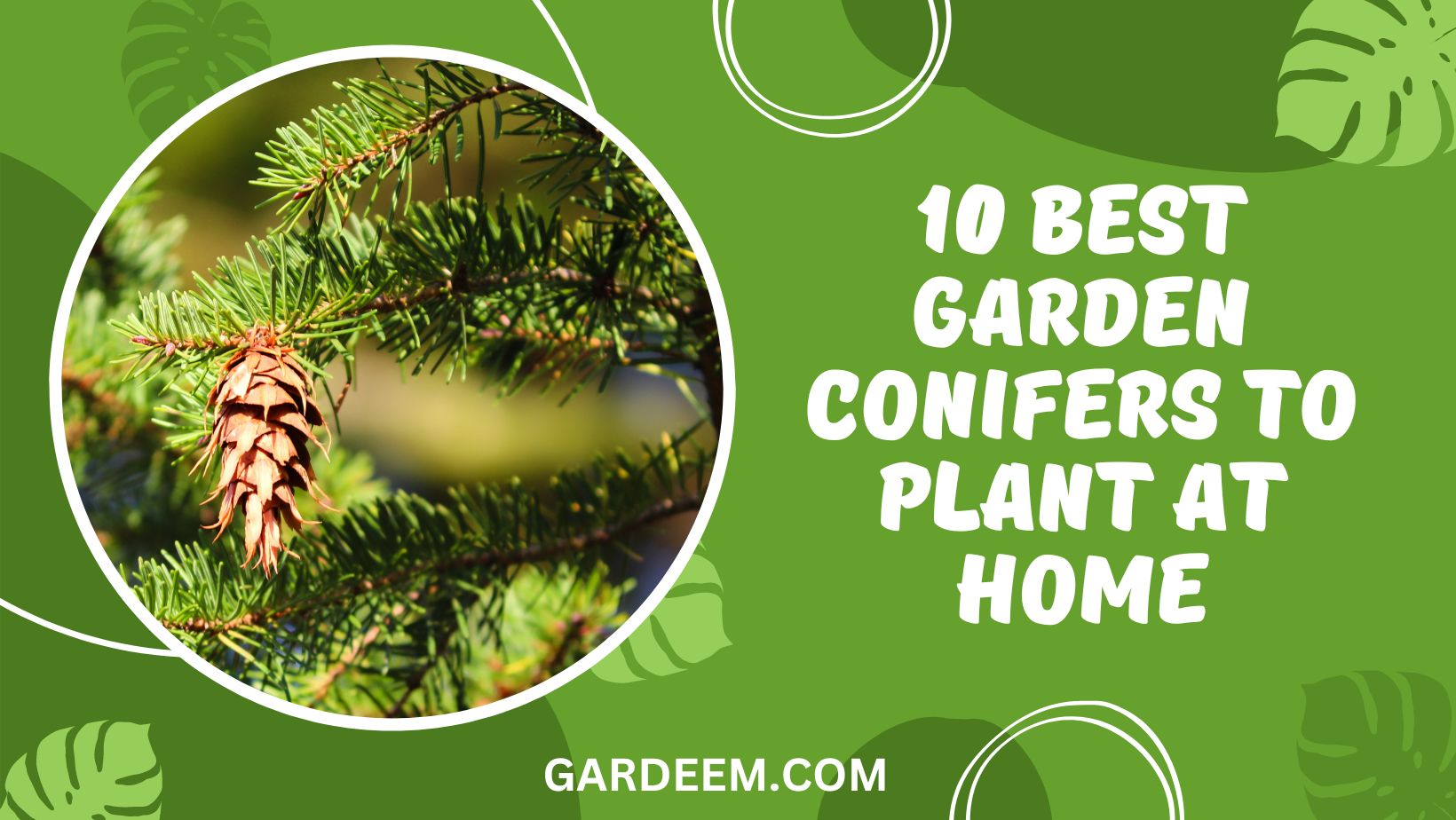 10 Best Garden Conifers To Plant At Home