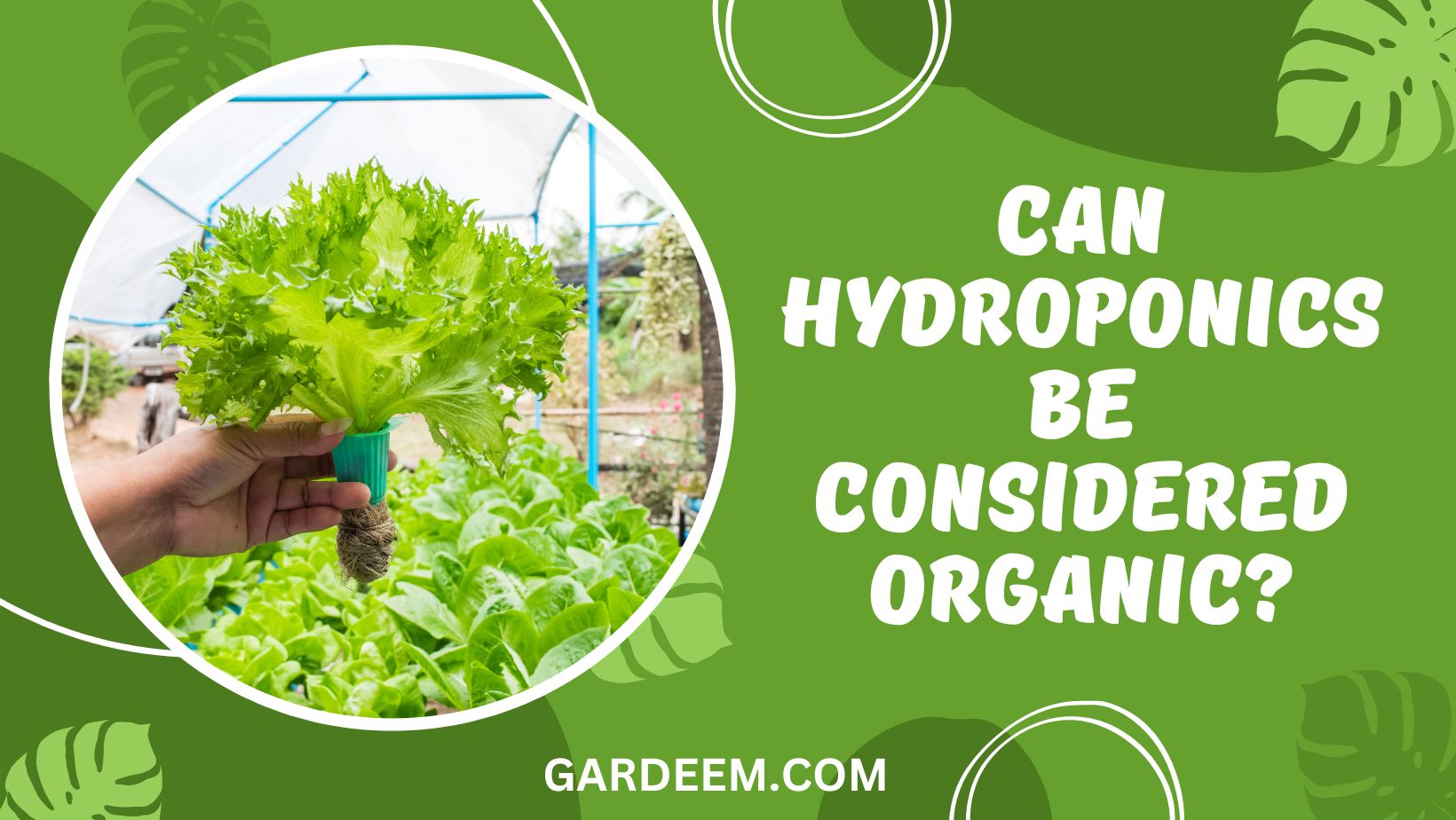 Can Hydroponics Be Considered Organic
