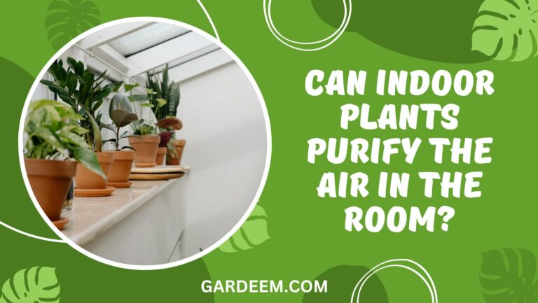 Can Indoor Plants Purify The Air In The Room?