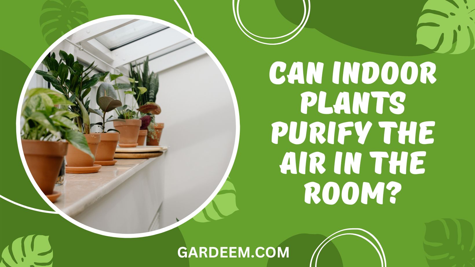 Can Indoor Plants Purify The Air