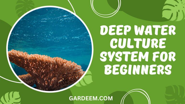 Deep Water Culture System (DWC) For Beginners