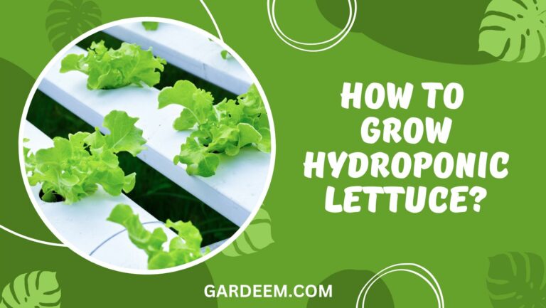 How To Grow Hydroponic Lettuce? Expert Guide