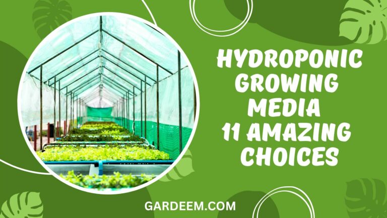 Hydroponic Growing Media – 11 Amazing Choices For Your System