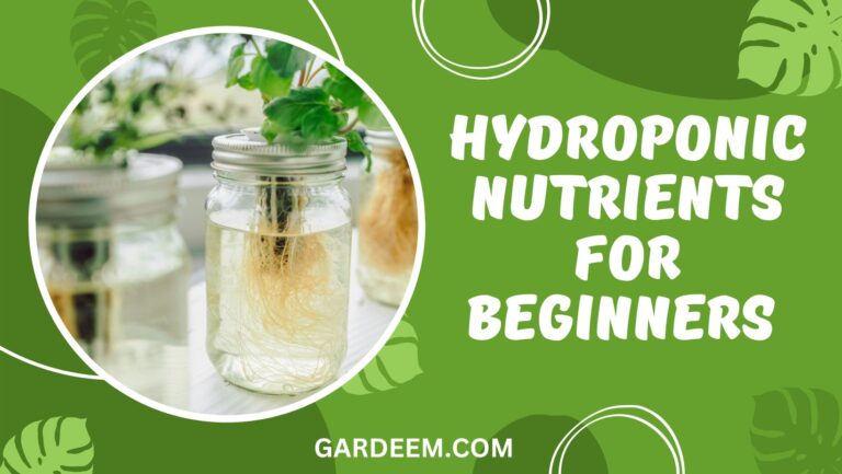 Hydroponic Nutrients For Beginners In 2023