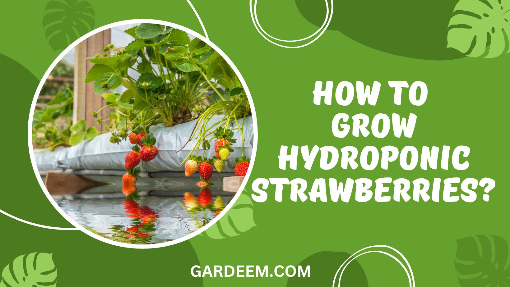 How To Grow Hydroponic Strawberries?
