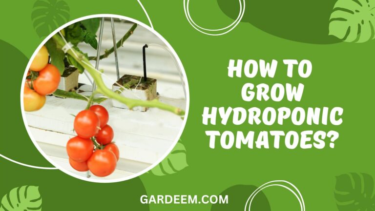 How To Grow Hydroponic Tomatoes?