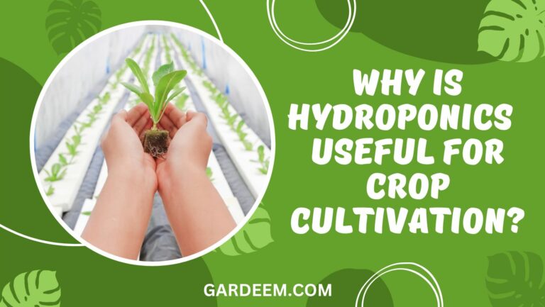 Why Hydroponics Is Useful For Crop Cultivation?