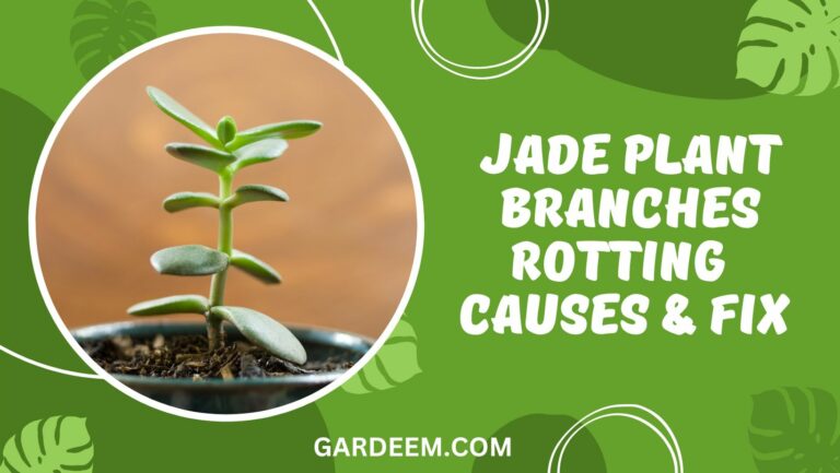 Jade Plant Branches Rotting – Causes and Common Fixes