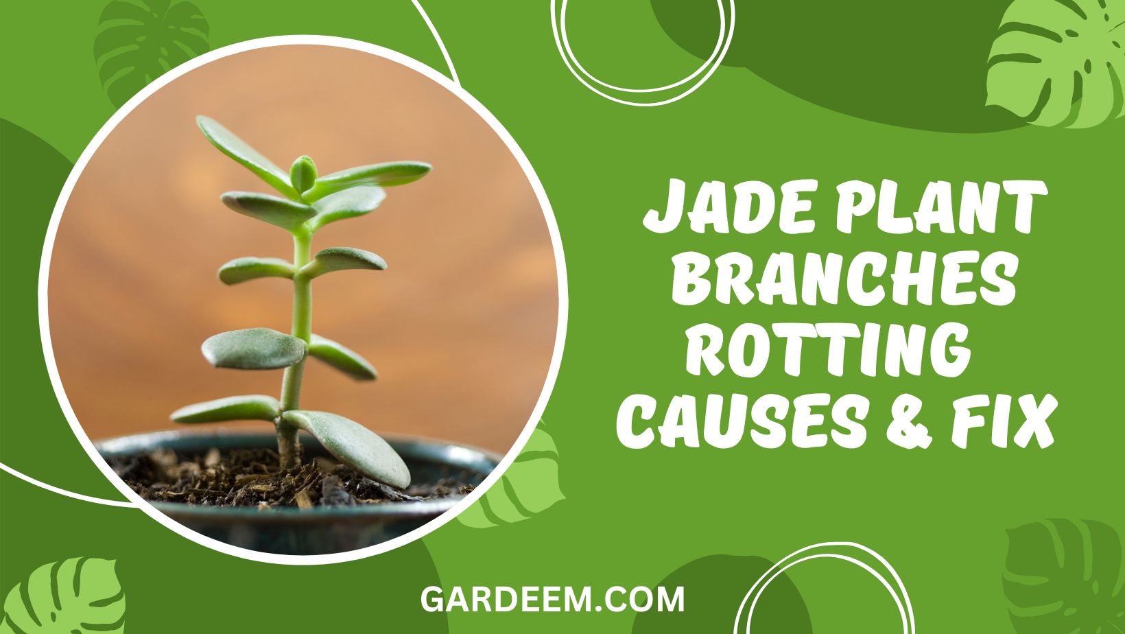Jade Plant Branches Rotting
