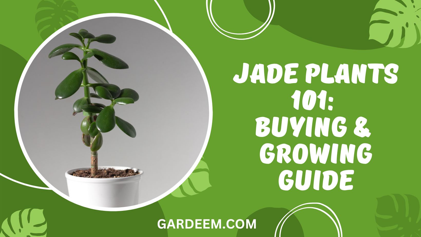 Jade Plants 101