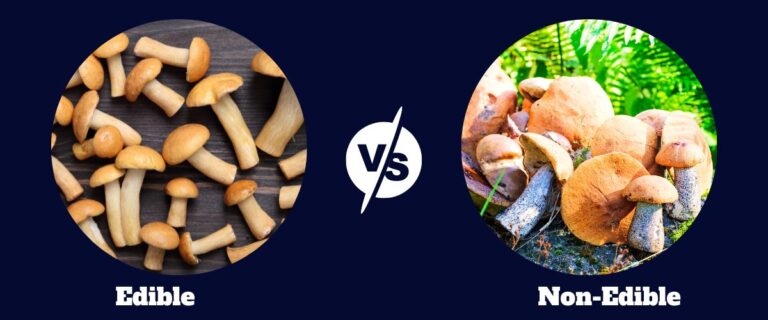 Edible vs Non Edible Mushrooms | Delicious or Deadly