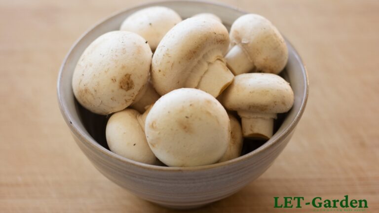 Does Heat Ruin White Button Mushrooms Immune Benefits?