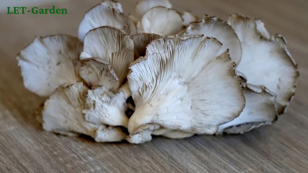 How Can You Tell if Oyster Mushrooms Are Bad?