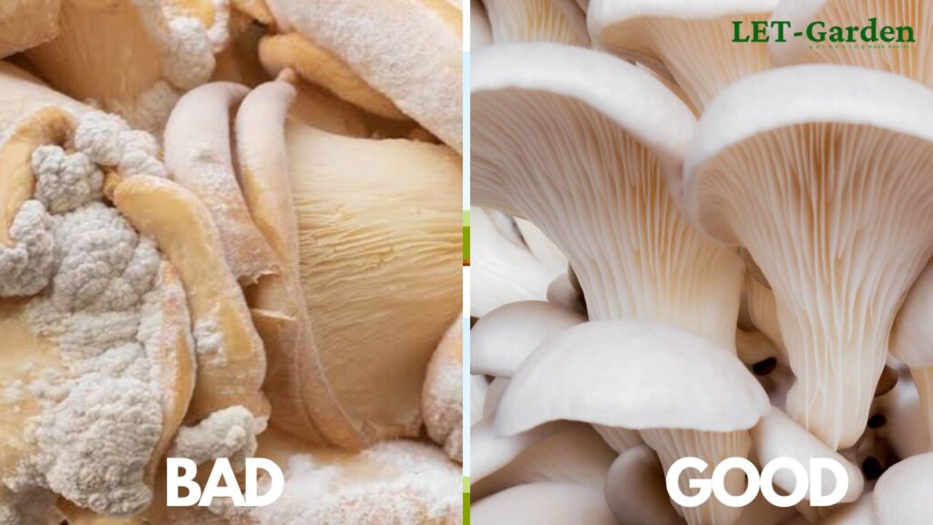 How Can You Tell if Oyster Mushrooms Are Bad