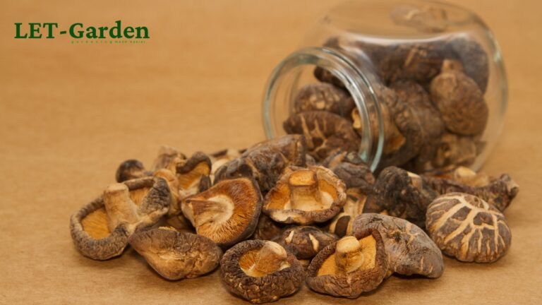 How to Dry Shiitake Mushrooms at Home? 