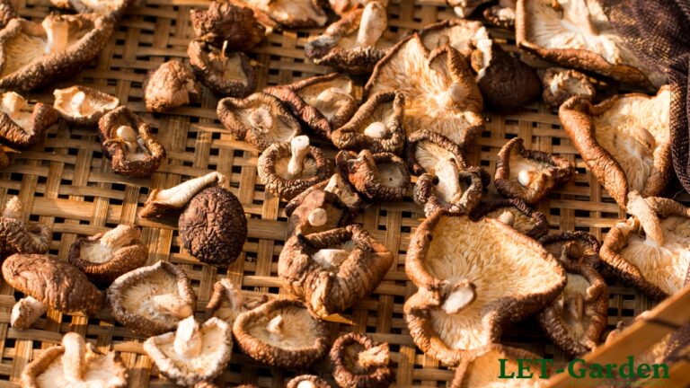 Alternative Ways to Reduce Shiitake Mushroom Smell: A Guide