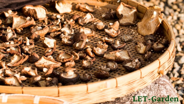 How to Get Rid of Shiitake Mushroom Smell?