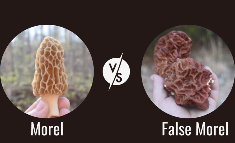 Morel vs False Morel Mushrooms| An In-Depth Guide