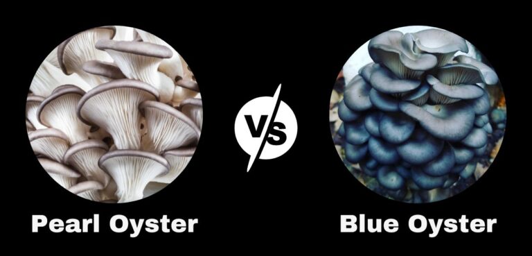 Pearl Oyster vs Blue Oyster Mushroom | Nutrition Showdown