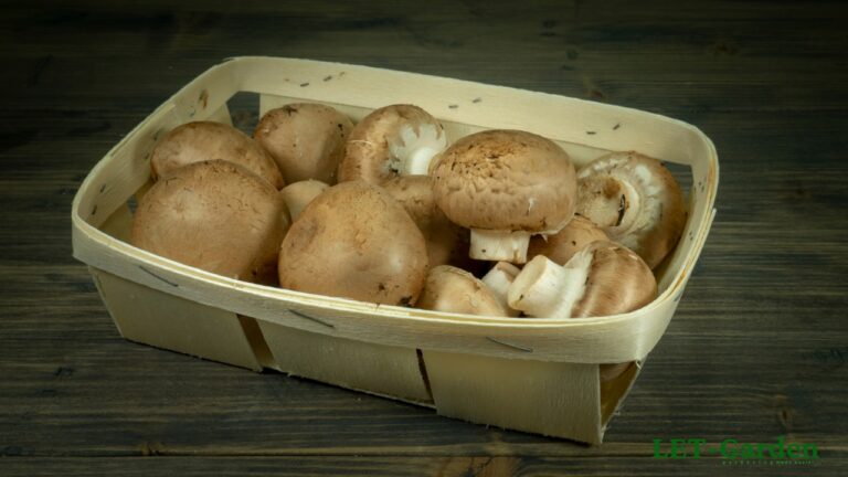 How to Tell if Crimini Mushrooms Have Gone Bad?