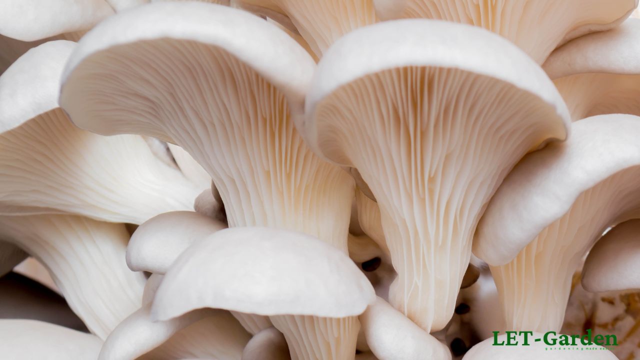 How Can You Tell if Oyster Mushrooms Are Bad?