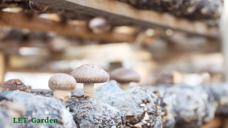 What Method Is Best to Grow Shiitake Mushrooms? 