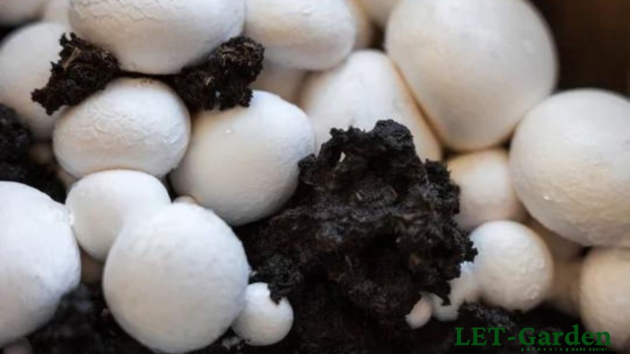 Will White Button Mushrooms Grow in Coffee Grounds?
